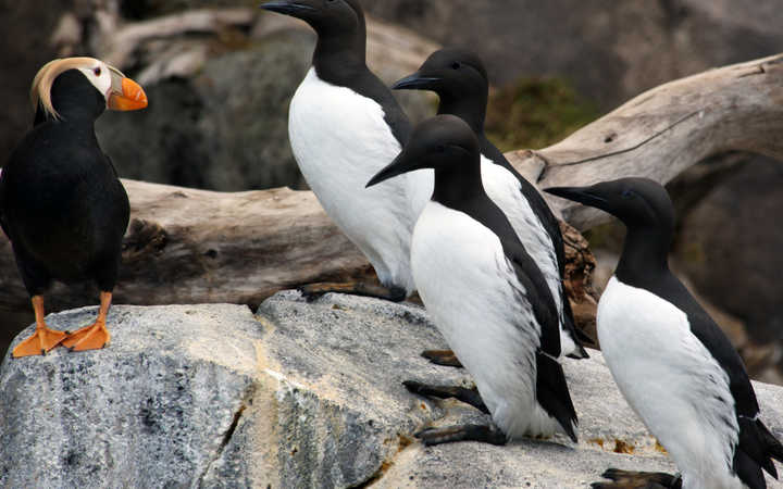 Scalo /immagini/it/scali/scalo,Seward-_720x450,US,SWD,46423.jpg