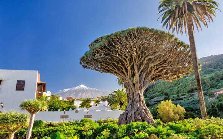 Scalo Tenerife