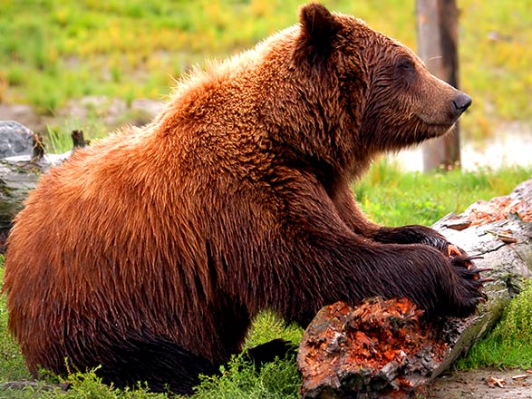 Alaska da Seward a Vancouver