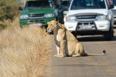 (fictif) - Autotour Johannesburg & Parc Kruger + Chutes Victoria Johannesbourg Afrique Du Sud