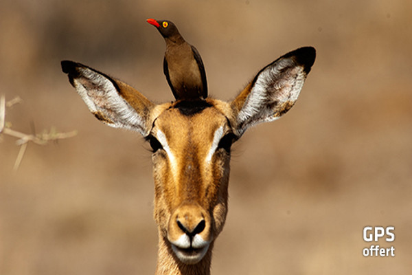 animal - oiseau