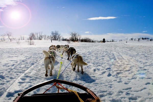 Traîneaux à chiens - Montréal - Mauricie - Québec : Auberge Eco-Nature
