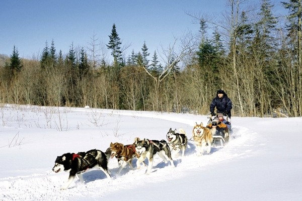 Chiens de traineau