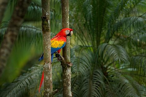Autotour Costa Rica Pura Vida