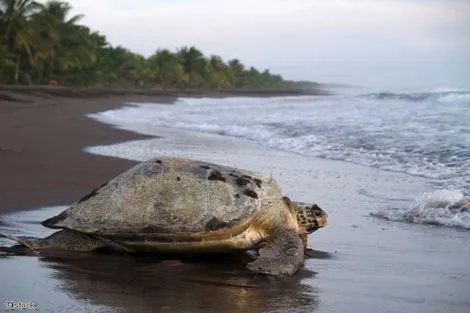 Costa Rica : Autotour De Tortuguero aux plages du Pacifique
