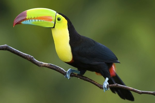 Toucan
