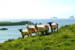 Irlande-Dublin, Autotour L'Irlande en famille
