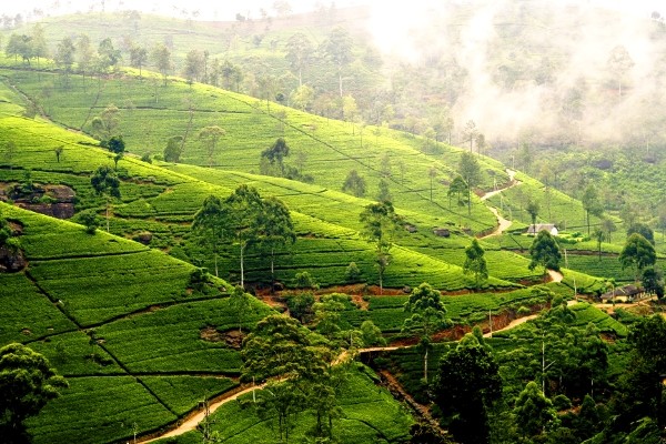 Plantation de thé