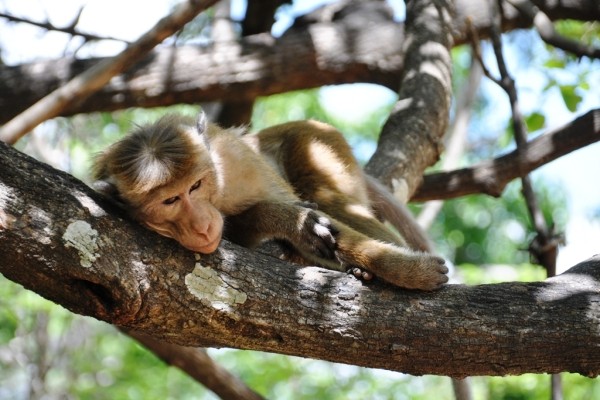 Regard sur le Sri Lanka