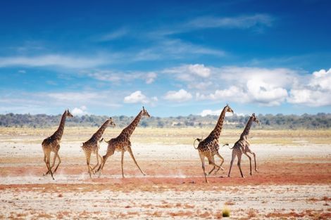 Circuit Les Inoubliables de l'Afrique du Sud photo 12