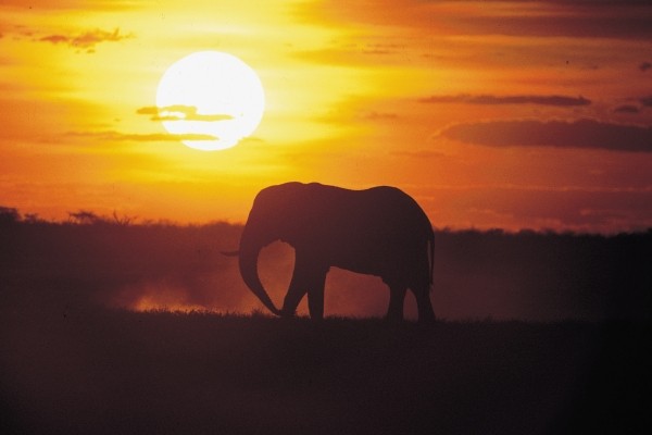 elephant