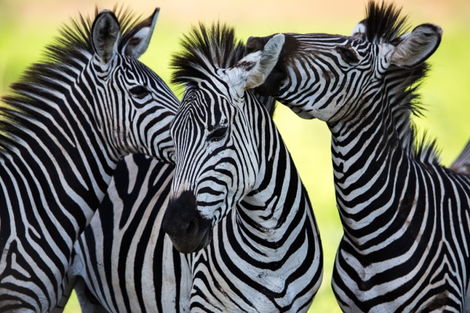 Circuit SAFARI DREAM, CHUTES VICTORIA & PARC CHOBE Afrique Du Sud Johannesbourg