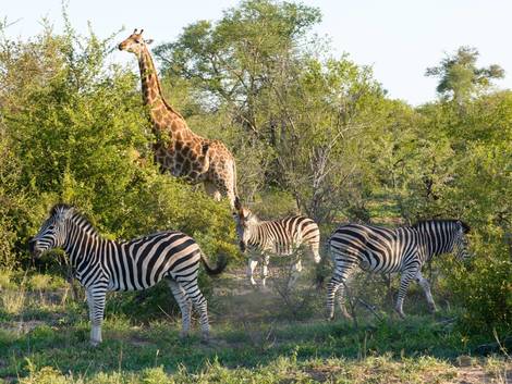 Nature - Circuit Safari Dream, Chutes Victoria & Parc Chobe Johannesbourg Afrique Du Sud