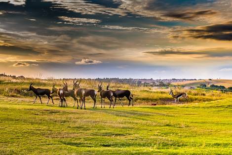 Nature - Circuit Safari Dream, Chutes Victoria & Parc Chobe Johannesbourg Afrique Du Sud