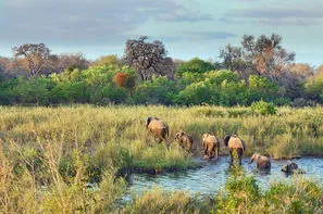 Afrique Du Sud-Johannesbourg, Circuit Safari Dream