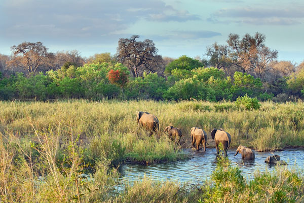 Circuit Safari Dream Afrique Du Sud - GO Voyages