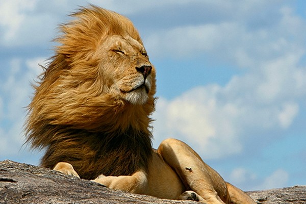 Lion - Lumières d'Afrique du Sud + Extension Chutes Victoria