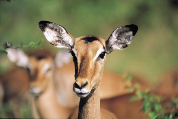 Impala