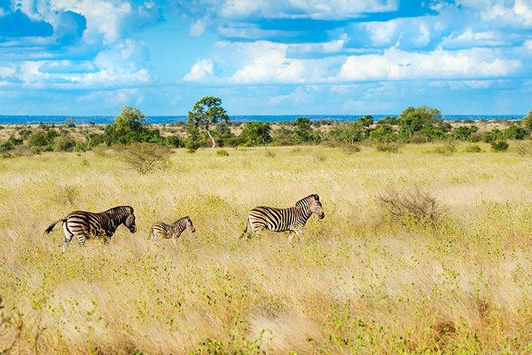 Parc Kruger - Afrique Australe, du Cap de Bonne Espérance aux Chutes Victoria