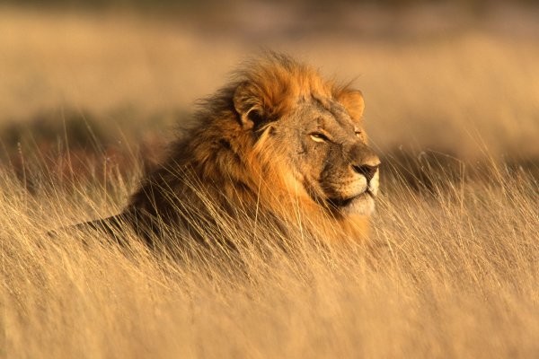 Nature - Circuit Grandeurs et magie d'Afrique du Sud Le Cap Afrique Du Sud