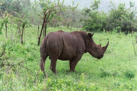 Circuit Les incontournables de l'Afrique du Sud avec Victoria falls 3* photo 18