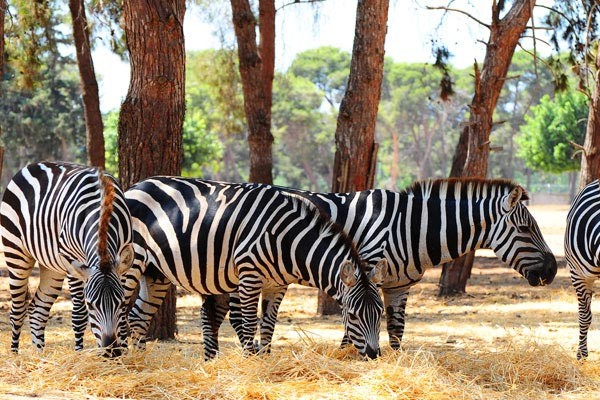 Swaziland