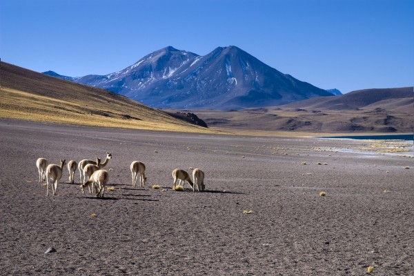 Atacama