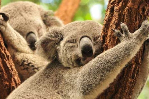 Photo - Victoria State & Lumières d'Australie