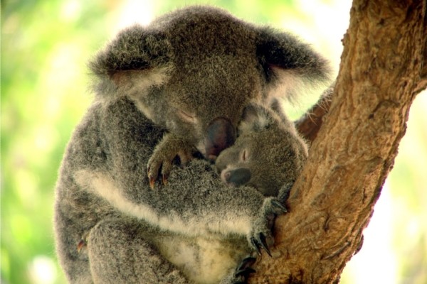 Koalas