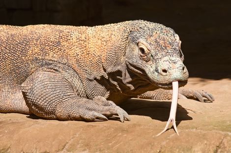 Circuit Splendeurs de Bali & Komodo photo 15