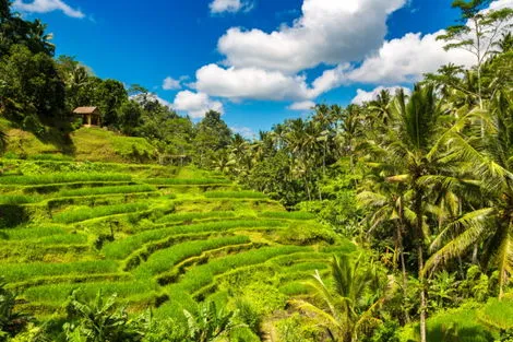 Bali : Circuit Au Cœur de Bali