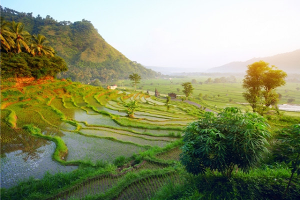 Nature - Circuit Splendeurs de Bali & Extension plage