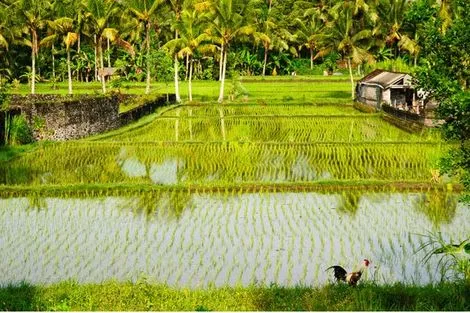 Circuit Joyaux de Bali, entre culture et nature 3* photo 2