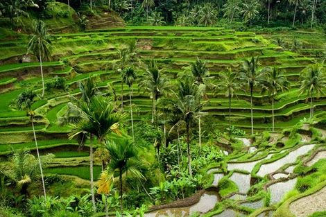 Circuit Soleil de Bali 5*