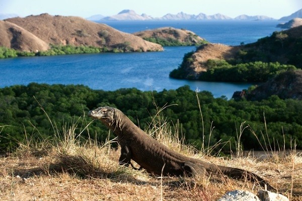 Splendeurs de Bali, Komodo et extension plage