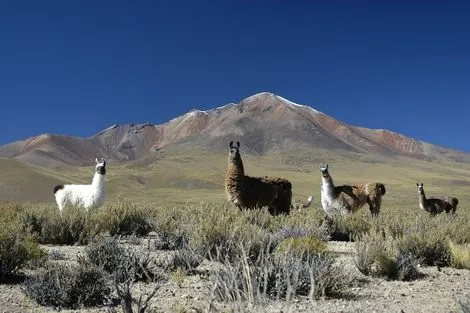 Circuit Incontournables de la Bolivie