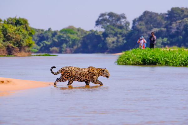 Pantanal