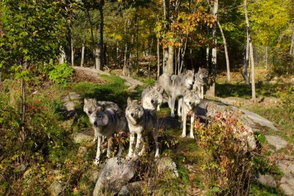 Loups