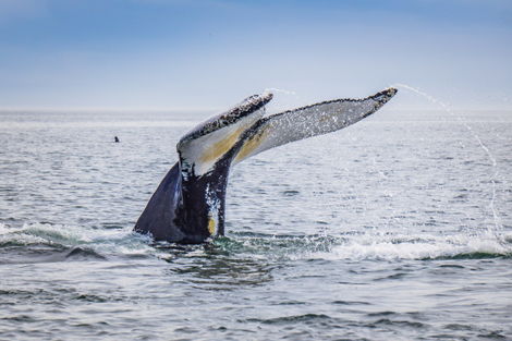 vol+hotel Circuit Objectif Est Canadien Canada Toronto