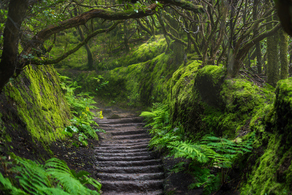 Canaries : Circuit Randonnée entre volcan et forêts