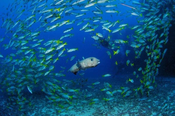 Plongée sous-marine - Échappée active depuis le club Héliades Oasis Belorizonte