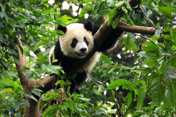 Panda
