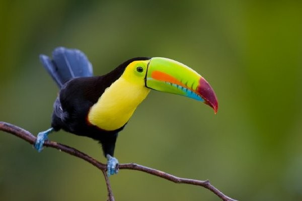Beautés du Costa Rica - Beautés du Costa Rica