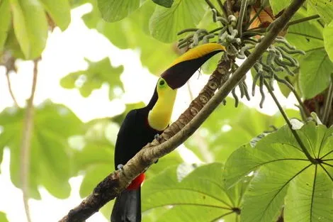 Costa Rica : Circuit Immersion au Costa Rica & Extension Playa Tambor - en petit groupe