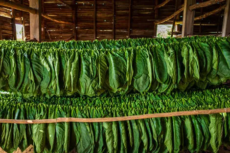 Plantation de tabac - Vinales - Tr\u00E9sors Cubains avec logement \u00E0 Varadero \u00E0 l'h\u00F4tel Muthu Playa Varadero
