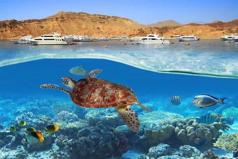 plongée - Circuit Plongée dans la Mer Rouge 5* Hurghada Egypte
