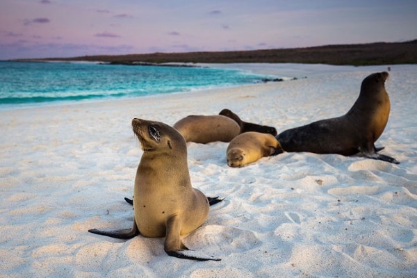 Equateur & Galapagos