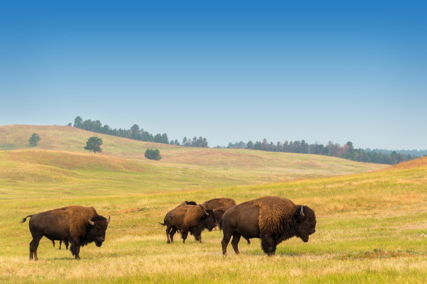 Custer State Park
