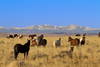 Nature - Circuit Cowboys et Far West Denver Etats-Unis