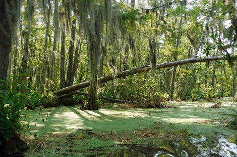 Circuit Indispensable Louisiane photo 7